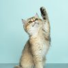 Cat Toy Set (6-Pack)