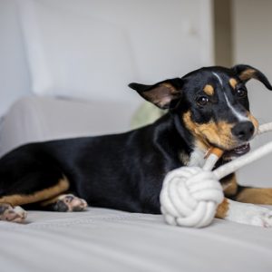PawPal Snuffle Mat