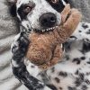 PawPal Bungee Tug Toy