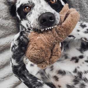 PawPal Bungee Tug Toy