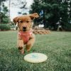 PawPal Squeaky Football