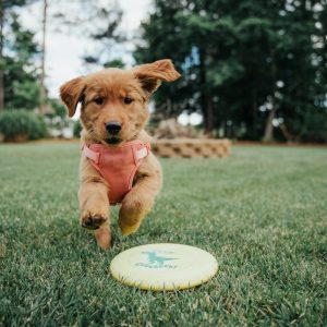 PawPal Squeaky Football
