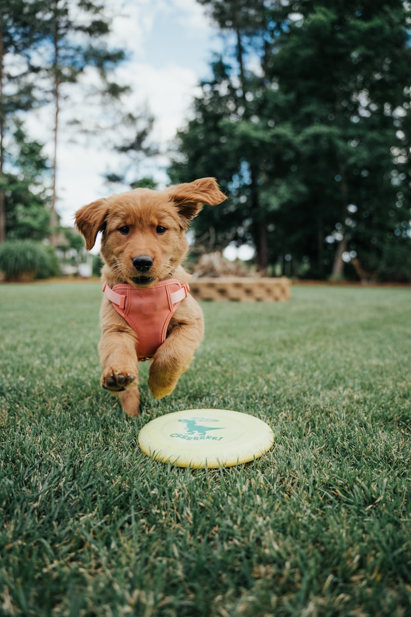 PawPal Squeaky Football