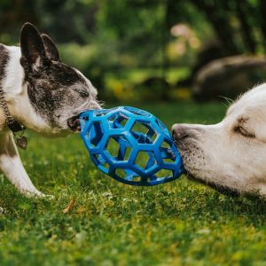 PawPal Dental Chew Toy