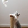 PawPal Catnip Mouse