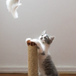 PawPal Catnip Mouse