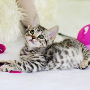 PawPal Interactive Laser Toy