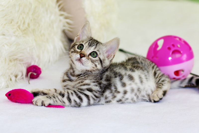 PawPal Interactive Laser Toy