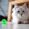 PawPal Crinkle Ball Set