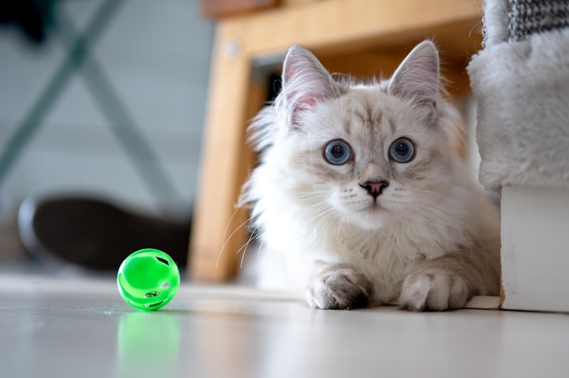 PawPal Crinkle Ball Set