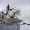 PawPal Catnip Plush Fish