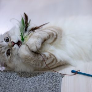 PawPal Catnip Plush Fish