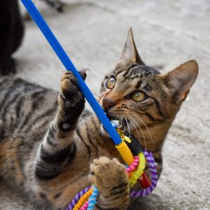 PawPal Feather Teaser