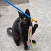 PawPal Squeaky Cat Toy