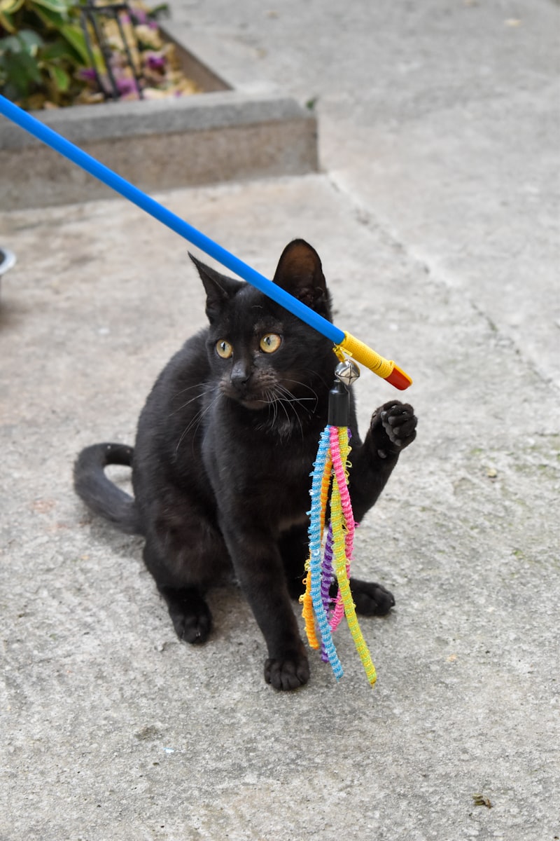 PawPal Squeaky Cat Toy