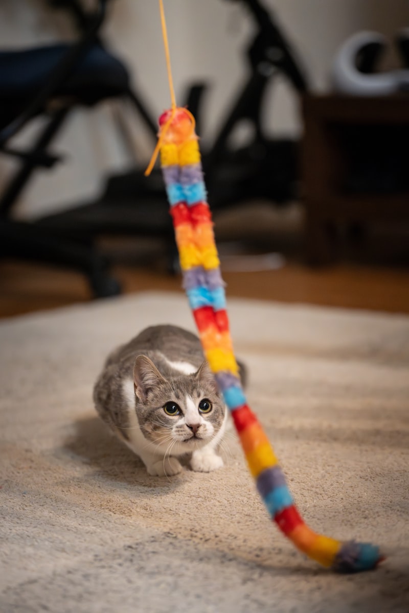 PawPal Catnip Banana