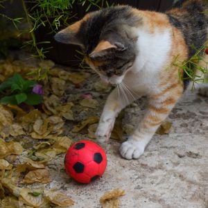 PawPal Interactive Feather Wheel