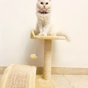 PawPal Catnip Plush Bird