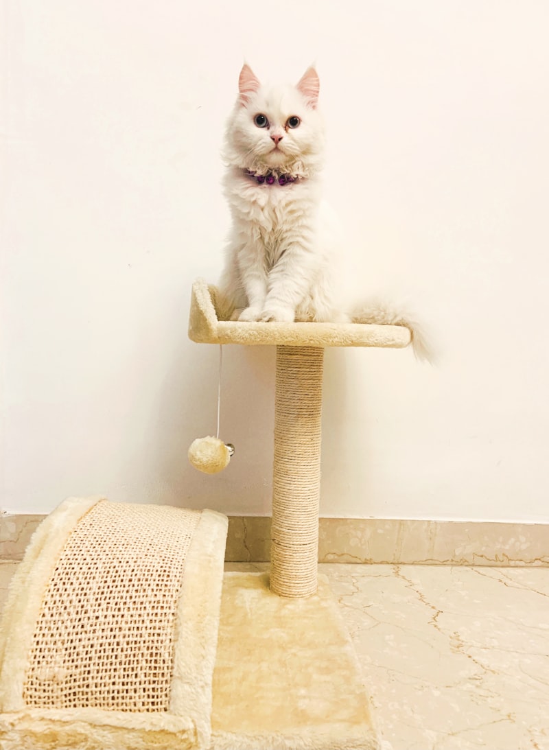 PawPal Catnip Plush Bird