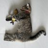 PawPal Cat Scratching Post