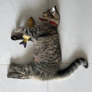 PawPal Cat Scratching Post
