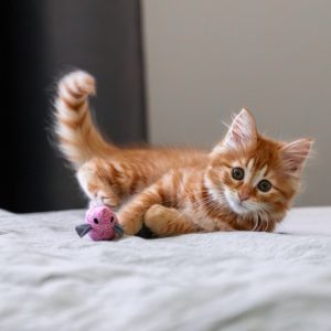 PawPal Catnip Ball
