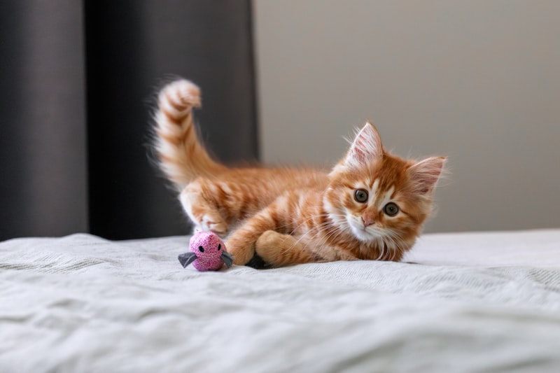 PawPal Catnip Ball