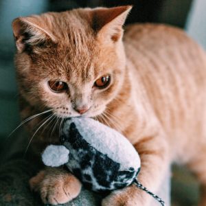 PawPal Catnip Plush Mouse