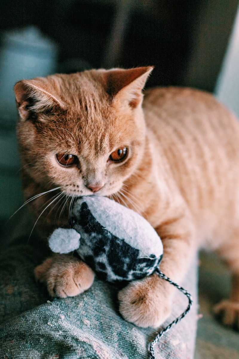 PawPal Catnip Plush Mouse