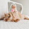PawPal Interactive Treat Puzzle