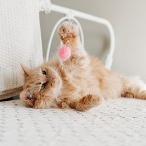 PawPal Interactive Treat Puzzle