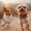 PawPal Deshedding Tool