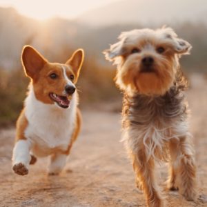 PawPal Deshedding Tool