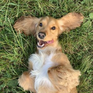 PawPal Oatmeal Pet Shampoo