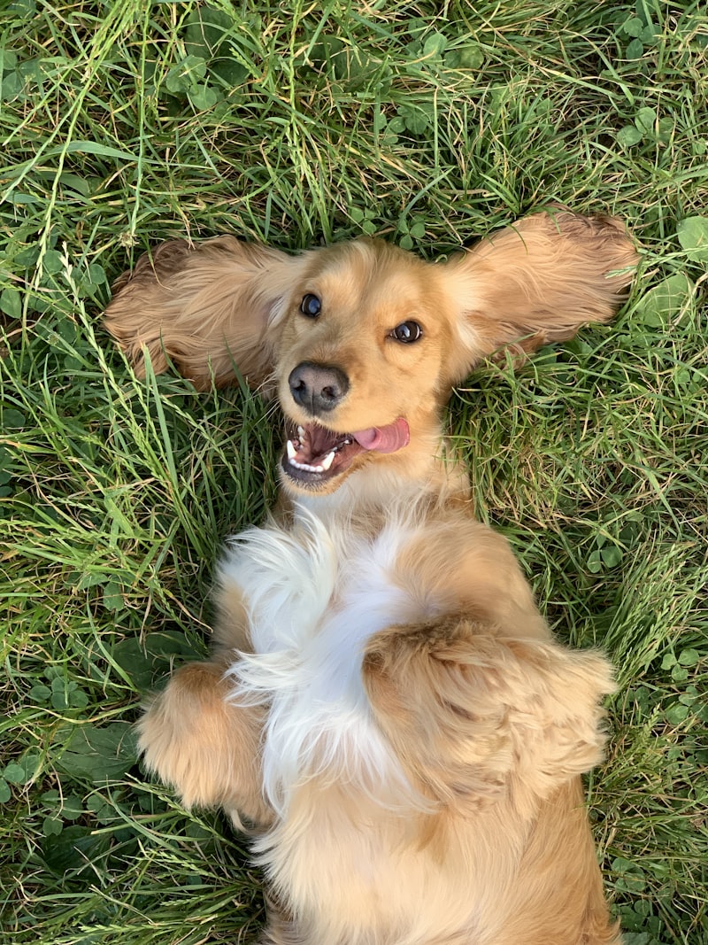 PawPal Oatmeal Pet Shampoo