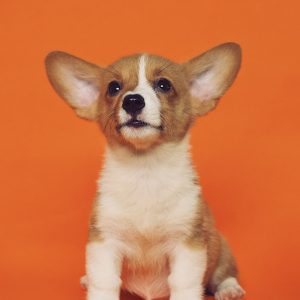 PawPal Pet Toothbrush Kit