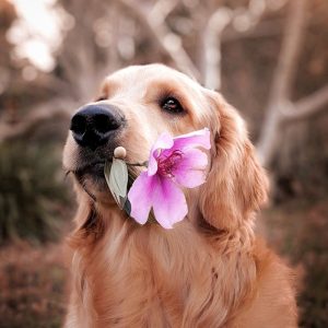 PawPal Grooming Glove
