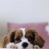 PawPal Pet Wipes 100ct