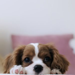 PawPal Pet Wipes 100ct