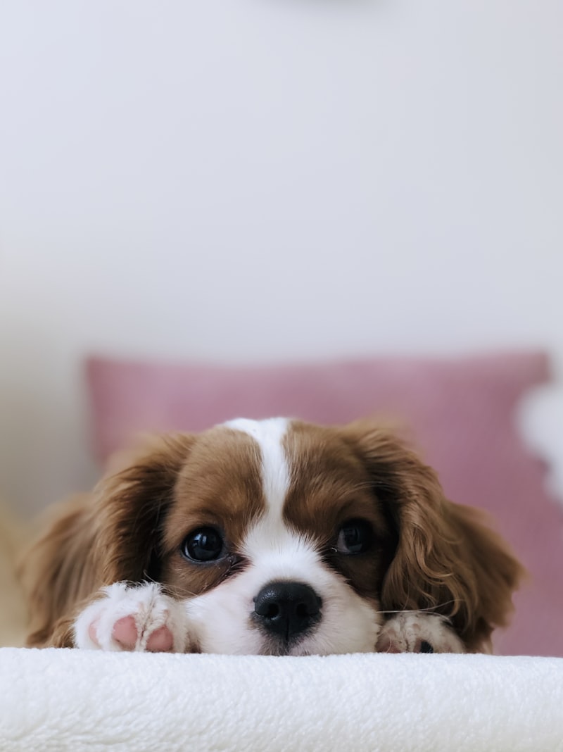 PawPal Pet Wipes 100ct
