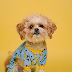 PawPal De-Shedding Brush