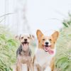 PawPal Pet Ear Cleaner