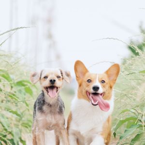 PawPal Pet Ear Cleaner
