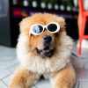 PawPal Pet Conditioner