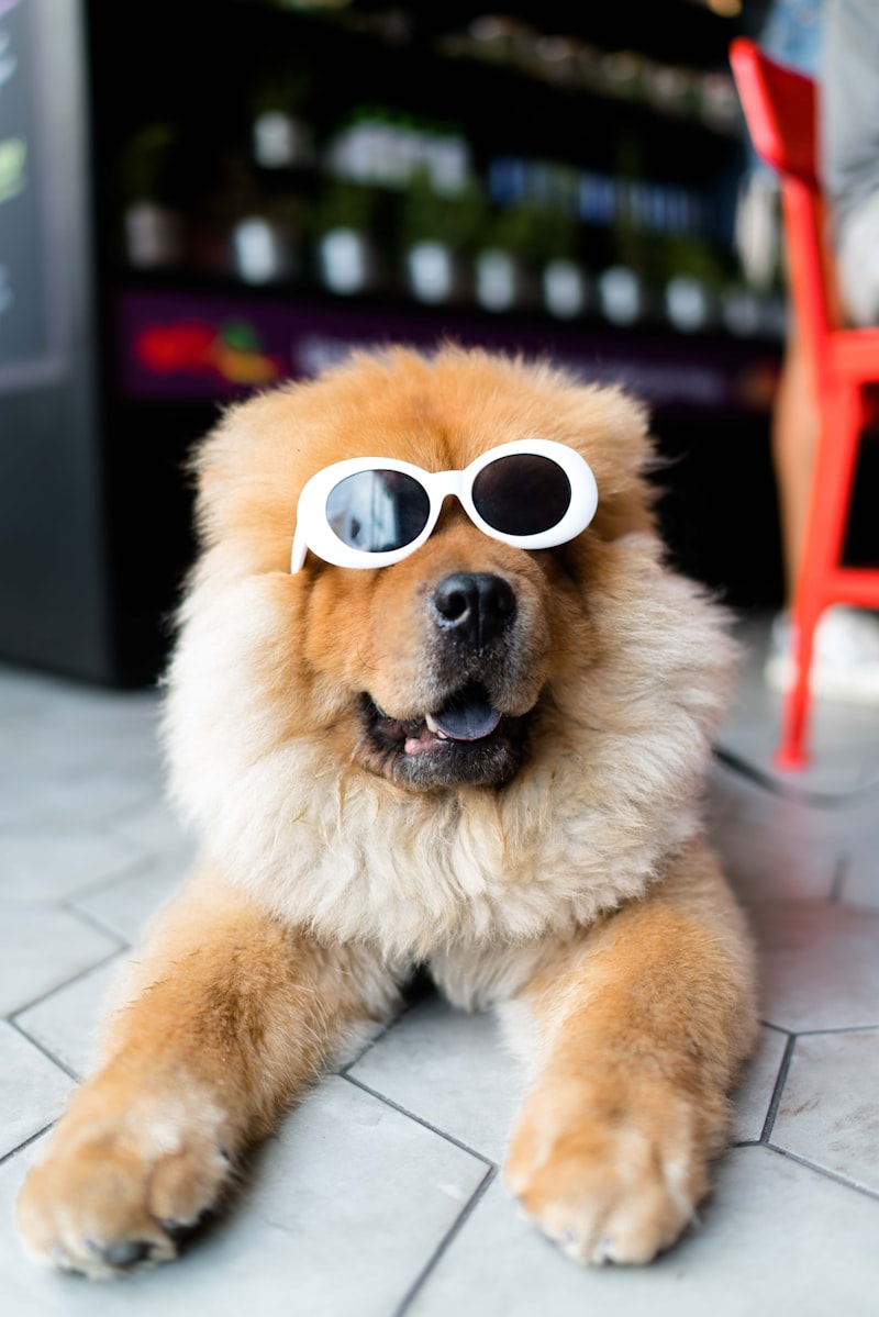 PawPal Pet Conditioner