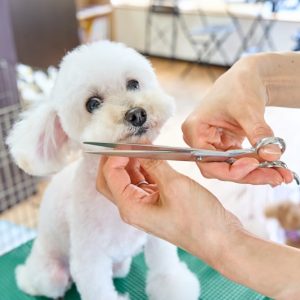 PawPal Grooming Scissors