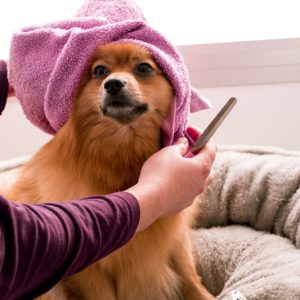 PawPal Pet Cologne Spray