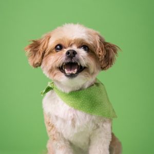 PawPal Pet Comb Set