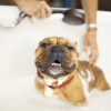 PawPal Paw Balm