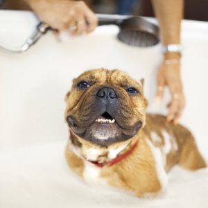PawPal Paw Balm